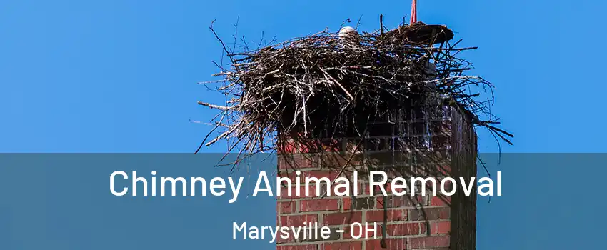  Chimney Animal Removal Marysville - OH