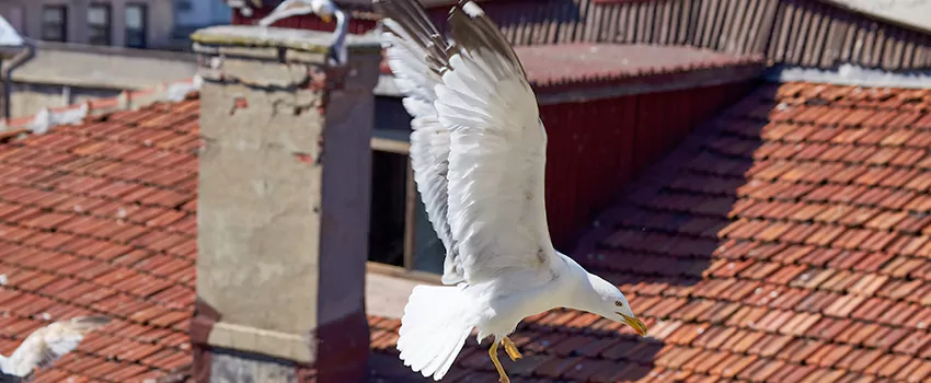 Residential Chimney Animal Removal Solution in Marysville, OH